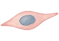 細胞のイラスト