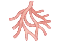 血管のイラスト