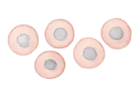 細胞が増殖しているイラスト