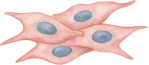 間葉系幹細胞のイラスト