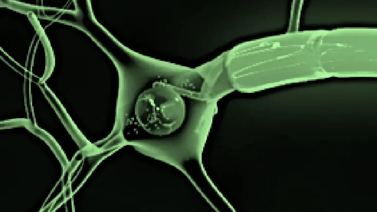 NKMplus免疫細胞療法のイメージ